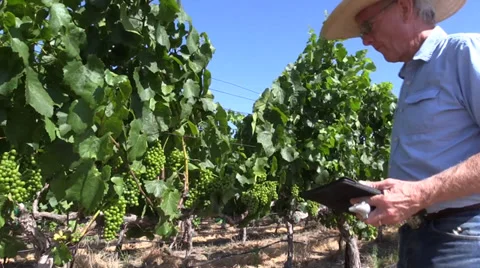 Farm, Vineyard owner, tablet computer Video stock 39418962