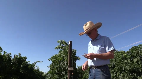 Farm, Vineyard owner testing Stock Footage 39419577