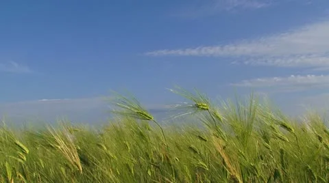 Farm wheat Stock Footage 21946612