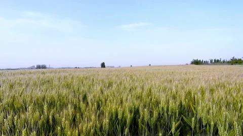 Farm wheat wheat wheat Stock Footage 154898119