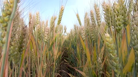 Farm wheat wheat wheat Stock Footage 154898143