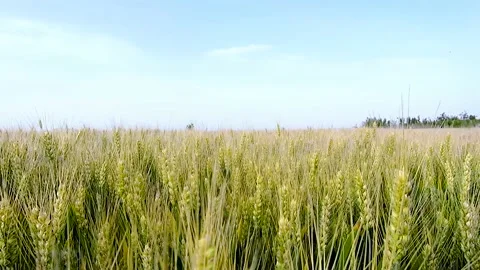Farm wheat wheat wheat Stock Footage 154898154