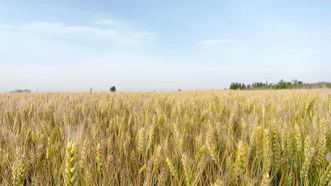Farm wheat wheat wheat Stock Footage 154898199