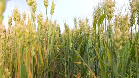 Farm wheat wheat wheat Stock Footage 154898201