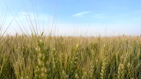 Farm wheat wheat wheat Stock Footage 154898339