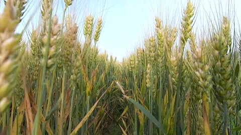 Farm wheat wheat wheat Stock Footage 154898340
