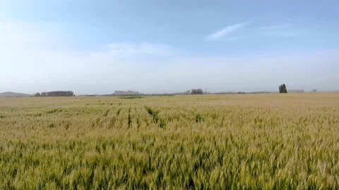 Farm wheat wheat wheat Stock Footage 154898348