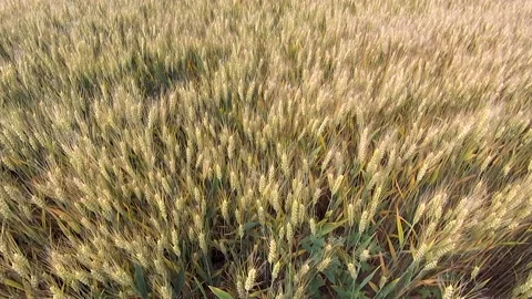 Farm wheat wheat wheat Stock Footage 154898352