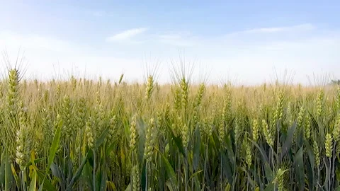 Farm wheat wheat wheat Stock Footage 154898354