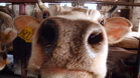 Farm. White Caws With Spots Staying Inside. Young Curious Animals Looking at Stock-Footage 68029488