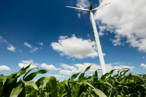 Farm of wind turbines on the corn field. Stock Photos