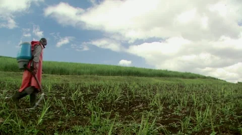 Farm worker adding fertilizer to sugarcane crops Stock Footage 11395630