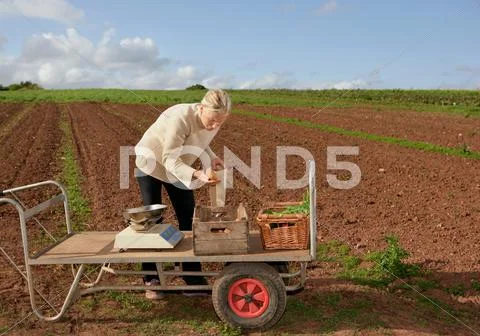 Farm Worker Assesses Crops