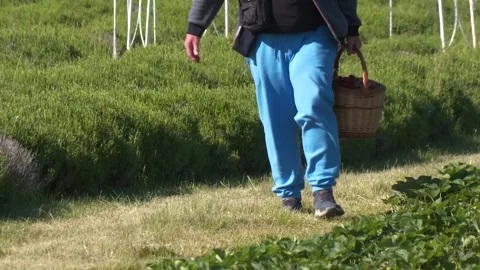 Farm Worker Carrying Basket During Strawberry Harvest Stock Footage 345505319