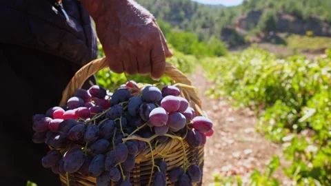 Farm Worker Carrying Basket of Grapes in Vineyard Stock Footage 333777563