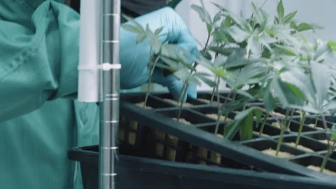 A farm worker checking on water level of a young seedling plants. Stock Footage 301661798