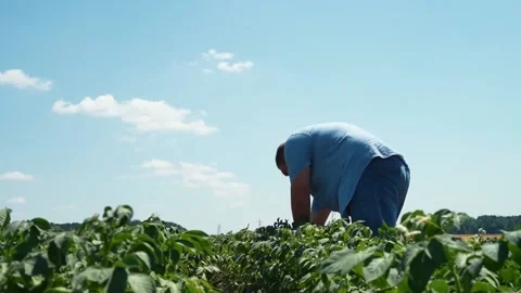 A farm worker checks the quality of the potato crop Stock Footage 202073767