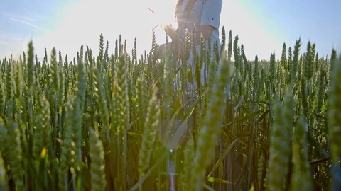 A farm worker controls the growth of wheat in the field. Collected analyzes are Stockbeeldmateriaal 93358706