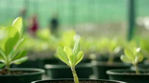 Farm worker with customer analyzing plants at plant nursery. Stock Footage 64030548