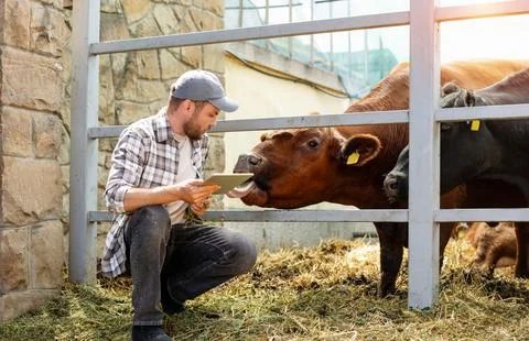 Farm worker with a digital tablet checking cows in the paddock at a livestock Stock Photos