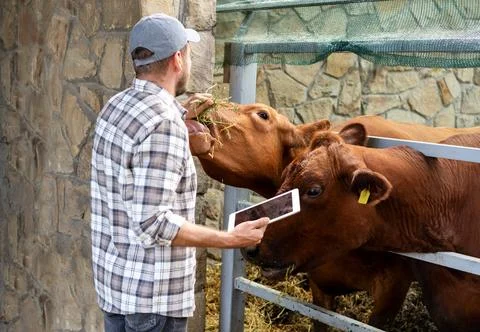 Farm worker with a digital tablet checking cows in the paddock at a livestock Stock Photos