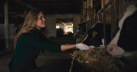 A farm worker feeds a calf in a stall on a livestock farm Stock Footage 278023405