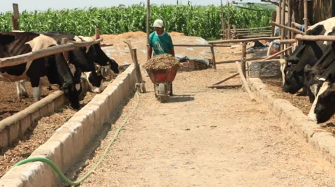 Farm Worker Feeds Cows on a Dairy Farm, Ranch Stock Footage 48119223