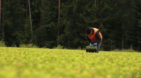 Farm worker Video stock 46477674