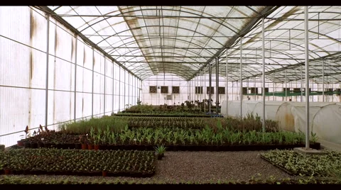 Farm worker at greenhouse. Stock Footage 64020451