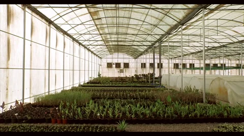 Farm worker at greenhouse. Stock Footage 64022559
