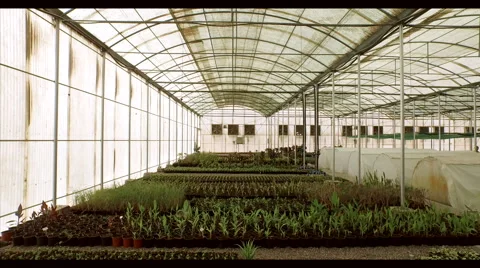 Farm worker at greenhouse. Stock Footage 64022714