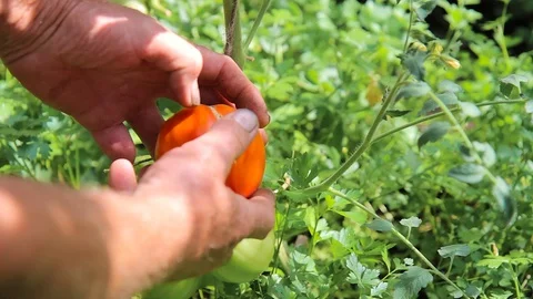 Farm worker hand picking fresh ripe organic tomatoes. Greenhouse produce. Stock Footage 126731462