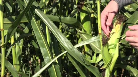 Farm worker hands examine maize corn cob on farm field autumn. Closeup. 4K Stock Footage 60885603