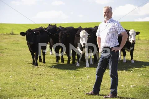 Farm Worker With Herd Of Cows Stock Photos