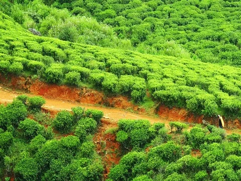 Farm worker on his way to work at highland Sri Lanka plantation of tea trees Stock Footage 73778055