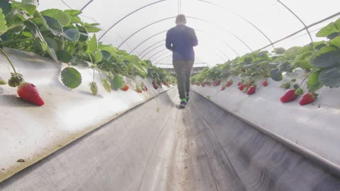 Farm worker inspecting strawberry rows in greenhouse at the farmhouse Stock Footage 231232950