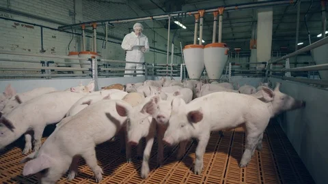 Farm worker is observing rustling pigs in the yard Video stock 123821891