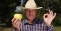 Farm Worker OK Hand Gesture Shown Best Sweet Whole Flavored Golden Apple Fruit 4k or 4k+ Resolution