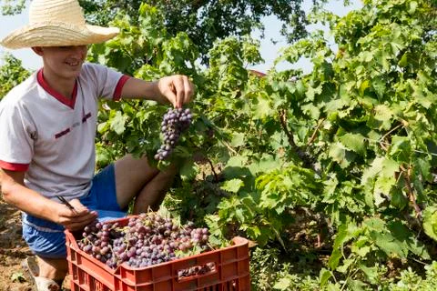 Farm worker picking grape during harvest in Thessaloniki, Greece. Stock Photos