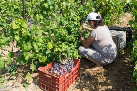 Farm worker picking grape during harvest in Thessaloniki, Greece. Stock Photos