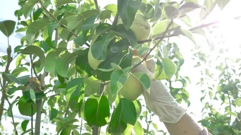 Farm worker plucking pears from the tree Stock Footage 153705610