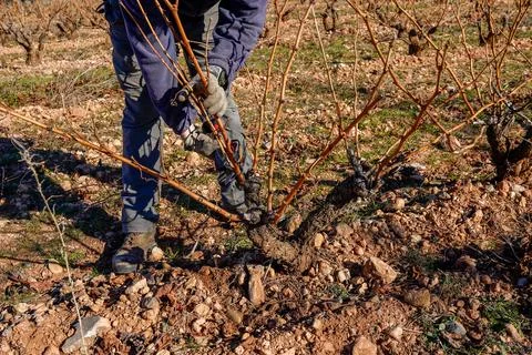 Farm worker pruning dormant grapevines in winter vineyard Photos