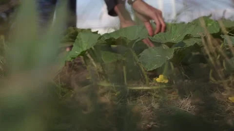 Farm Worker Pruning Patch of Canteloupe Vídeos de archivo 204885035