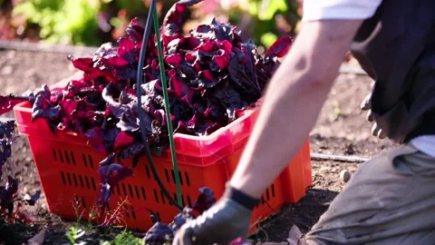 Farm worker pulling up beets in fall Stock Footage 229331761