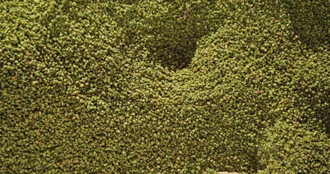 A farm worker pushes dried hops into a hopper in a warehouse. 库存影片 142355715