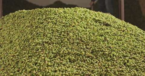 A farm worker pushes dried hops into a hopper in a warehouse. 库存影片 142358259