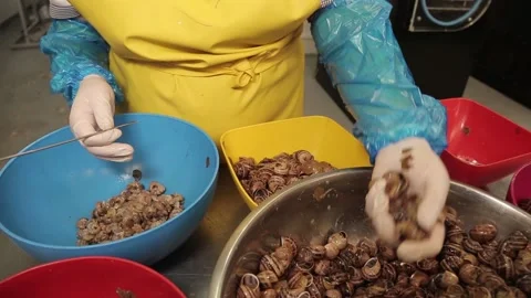 A farm worker quickly cleans the shell of the snails. Stock Footage 151540658