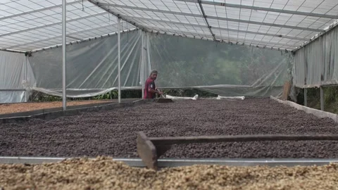 Farm Worker Raking Drying Coffee Beans on Raised Bed Inside Misty Solar 스톡 동영상 336486718