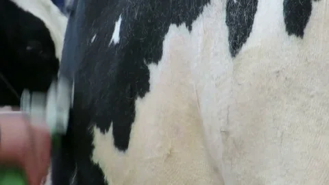 Farm worker shearing cow Stock-Footage 69961636