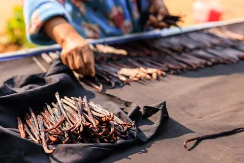 Farm Worker Sorting Sun Dried Vanilla Beans On Drying Rack Outdoors Close U.. Stock Photos